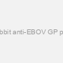 Rabbit anti-EBOV GP pAb
